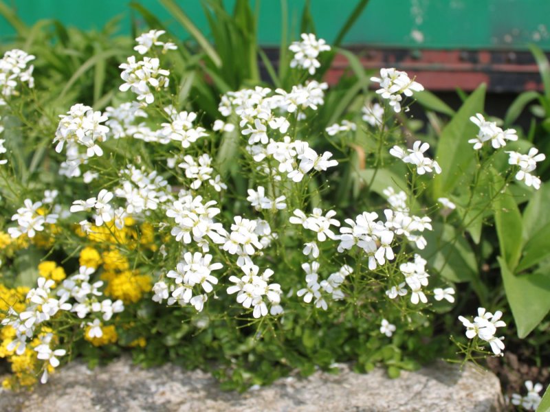Арабис Лапландия