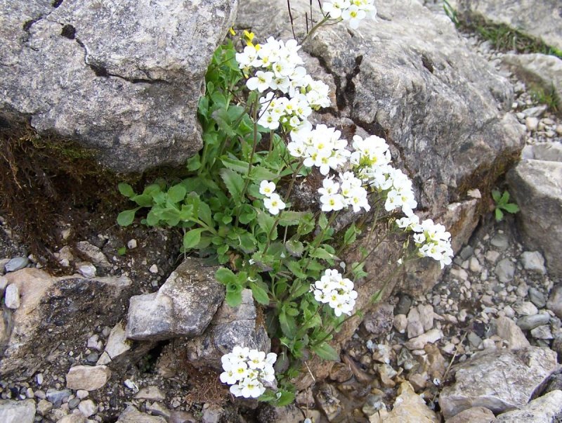Арабис Альпийский Лапландия