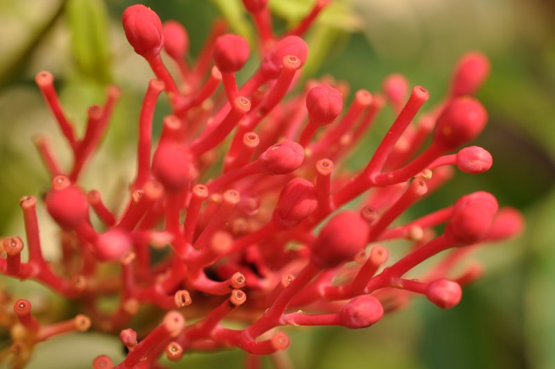 Ceratozamia mexicana микроспорофилл