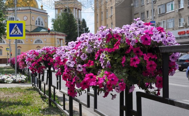 Петуния ампельная вертикальное Озеленение