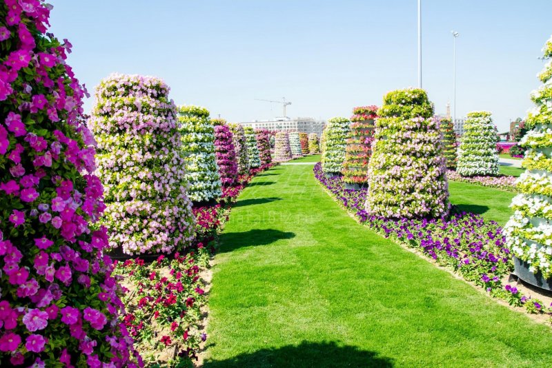 Плантация Miracle Garden