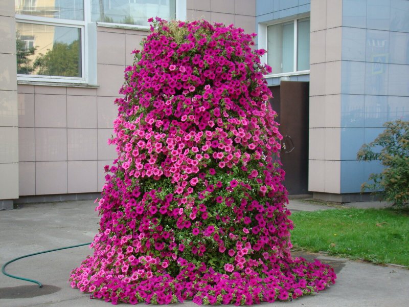 Арки из ампельных петуний