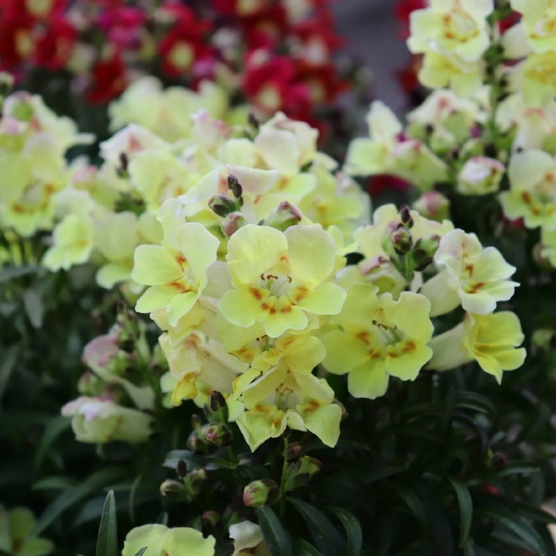 Antirrhinum graniticum