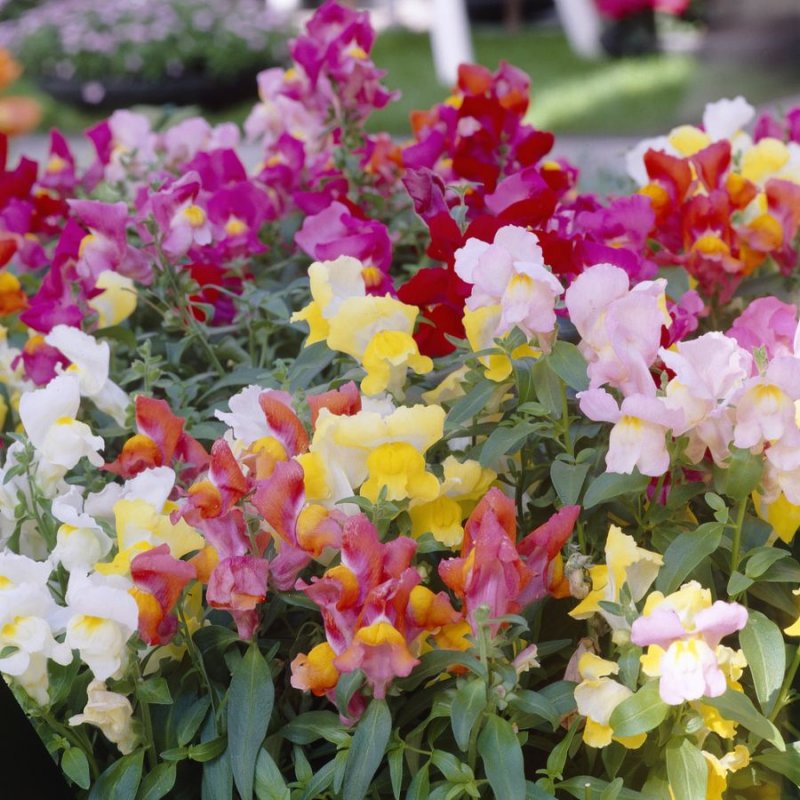Lathyrus odoratus душистый