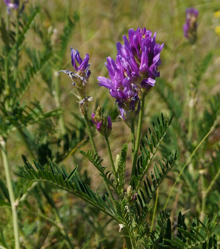 Астрагал эспарцетовый (Astragalus Onobrychis)