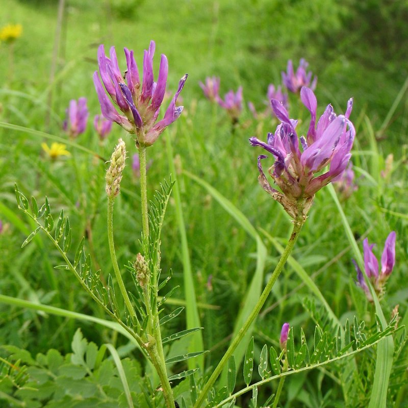 Astragalus Onobrychis