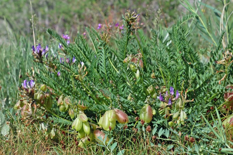 Астрагал Цингера - Astragalus zingeri Korsh.