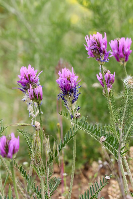 Astragalus Onobrychis l