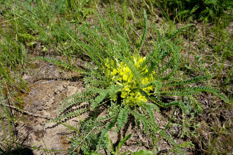 Astragalus testiculatus