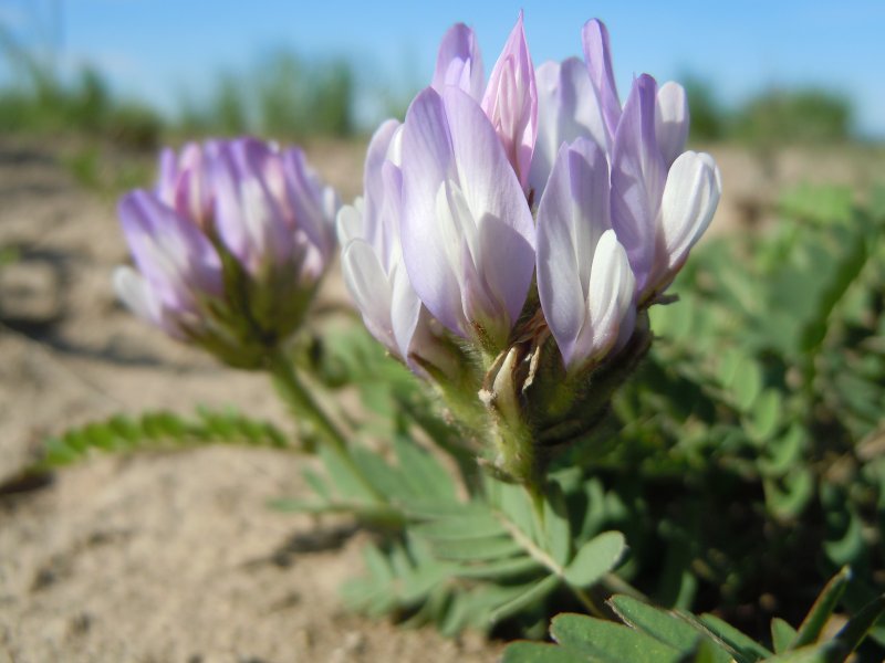 Astragalus Helmii Fisch. – Астрагал Гельма