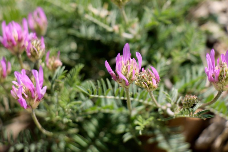 Астрагал эспарцетовый (Astragalus Onobrychis)