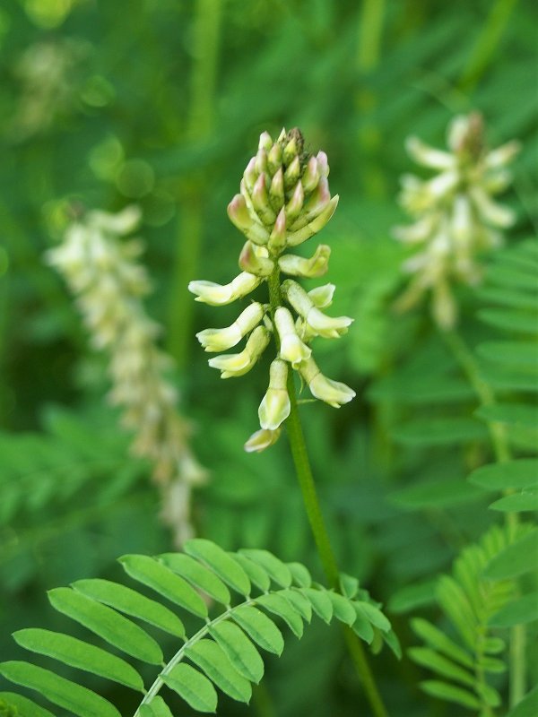 Астрагал эспарцетовый (Astragalus Onobrychis)