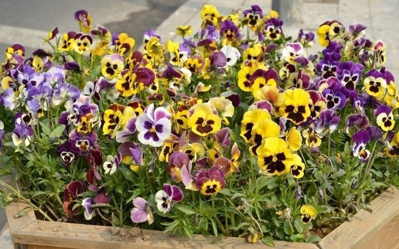 Виола Виттрока Анютины глазки