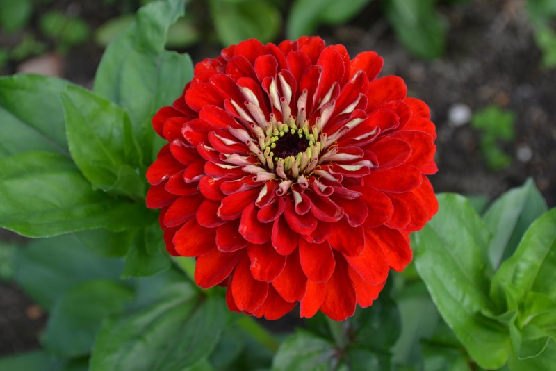 Цинния Benary's giant Scarlet