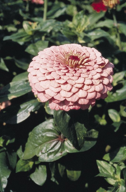 Цинния изящная (Zinnia elegans)