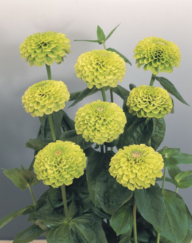 Цинния изящная (Zinnia elegans)