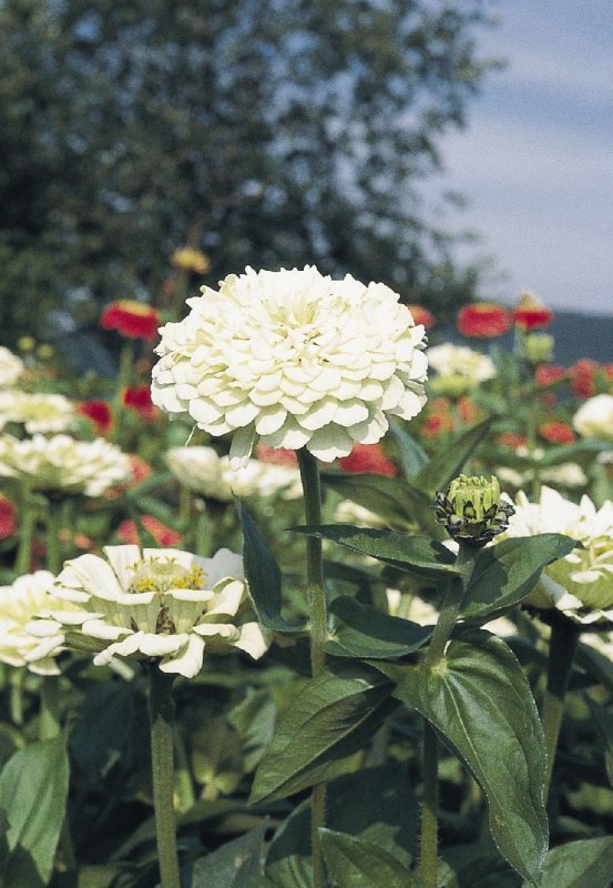 Цинния изящная (Zinnia elegans)