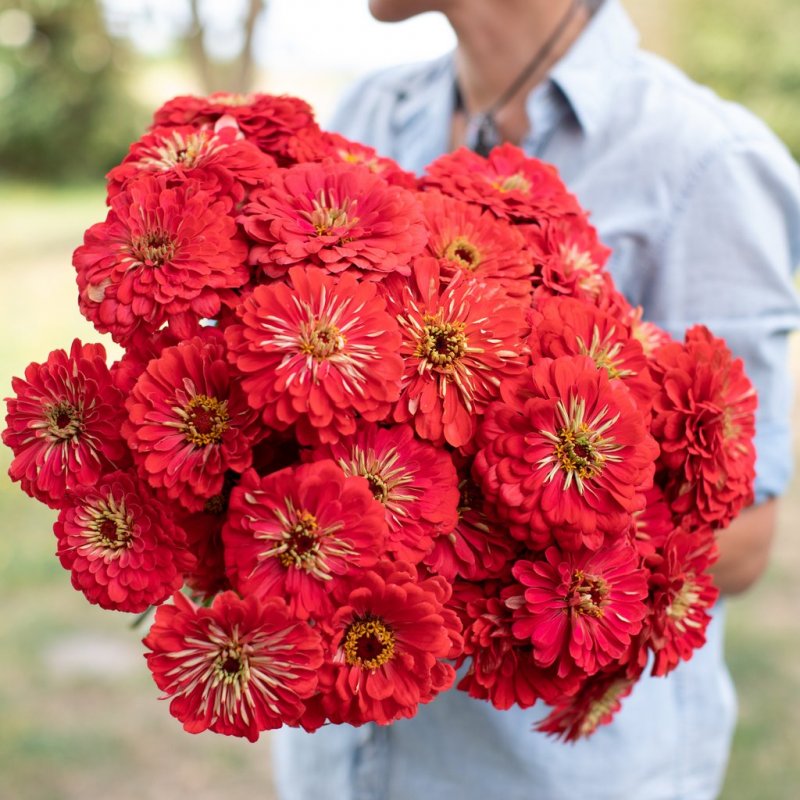 Benary's giant Coral Zinnia