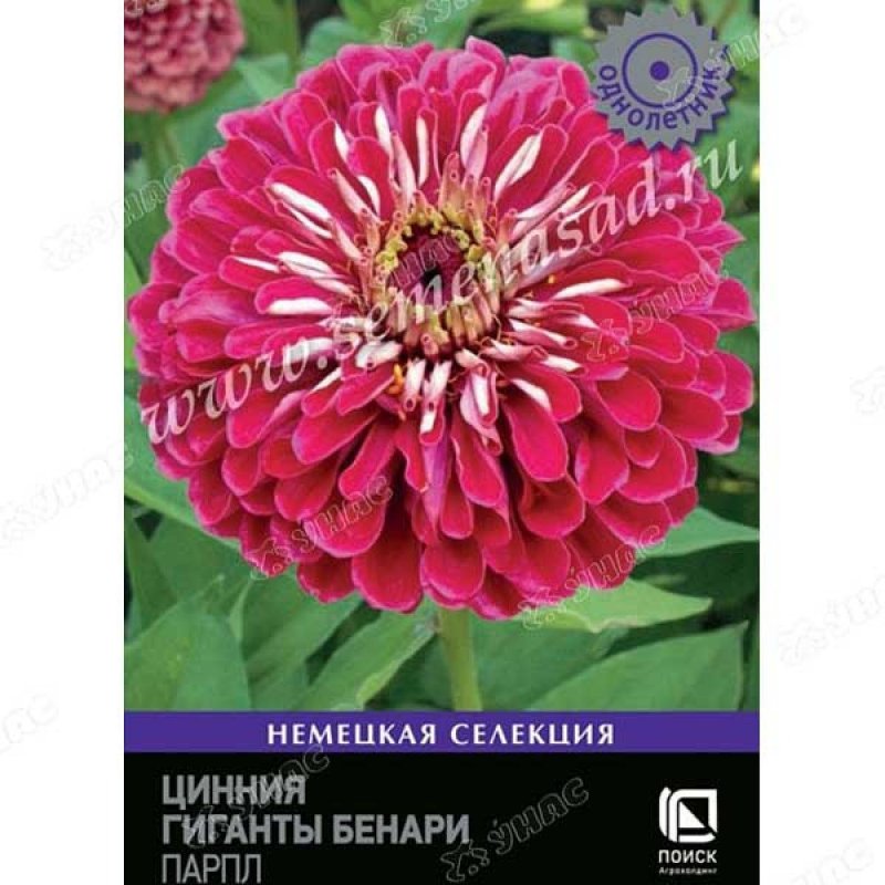 Цветы циния гиганты Бенари Парпл