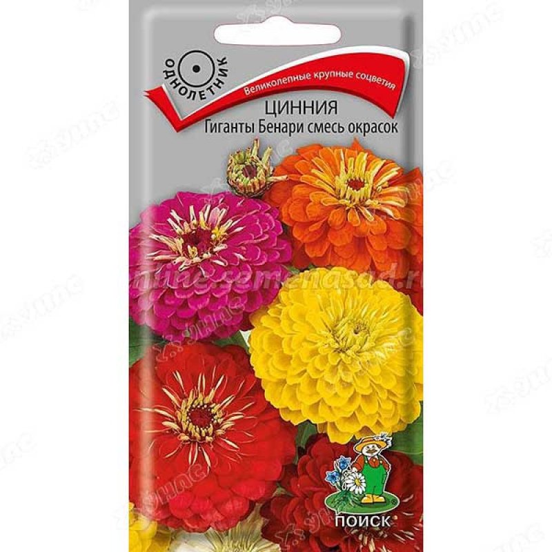 Цинния гиганты Бенари
