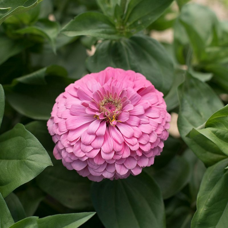 Цинния изящная (Zinnia elegans) Benary's giant