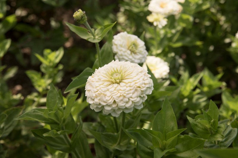 Цинния Zinnia White