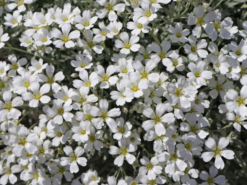 Ясколка войлочная columnae