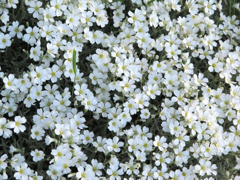Ясколка войлочная — Cerastium