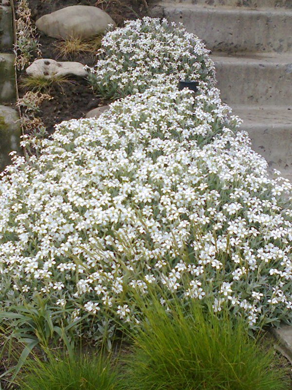 Ясколка войлочная (Cerastium tomentosum)