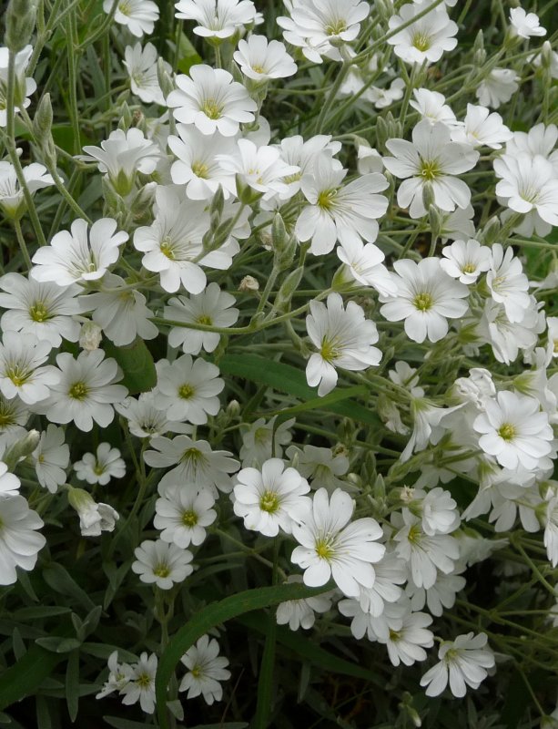 Ясколка Биберштейна Cerastium biebersteinii