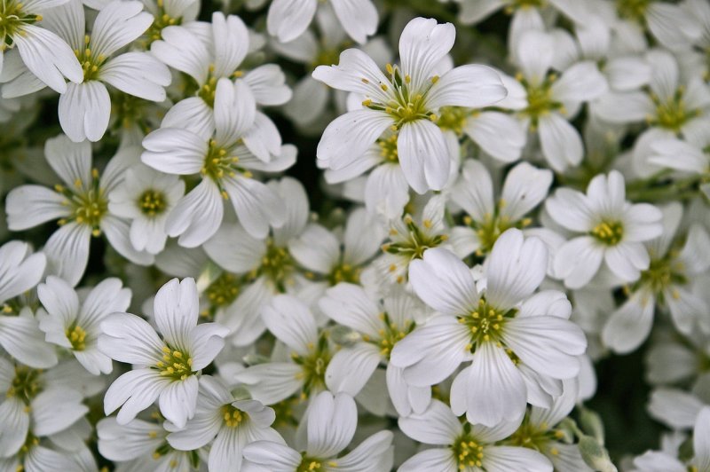 Ясколка Cerastium tomentosum