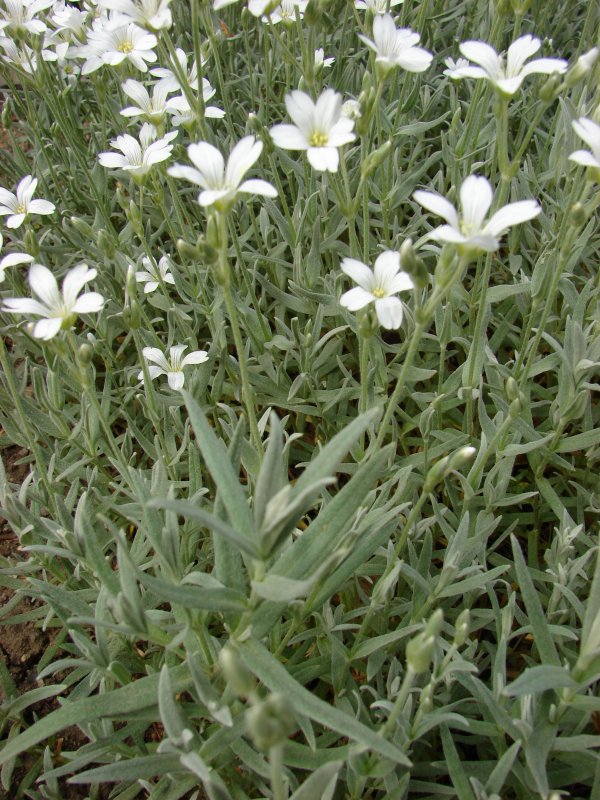 Ясколка войлочная Cerastium tomentosum columnae