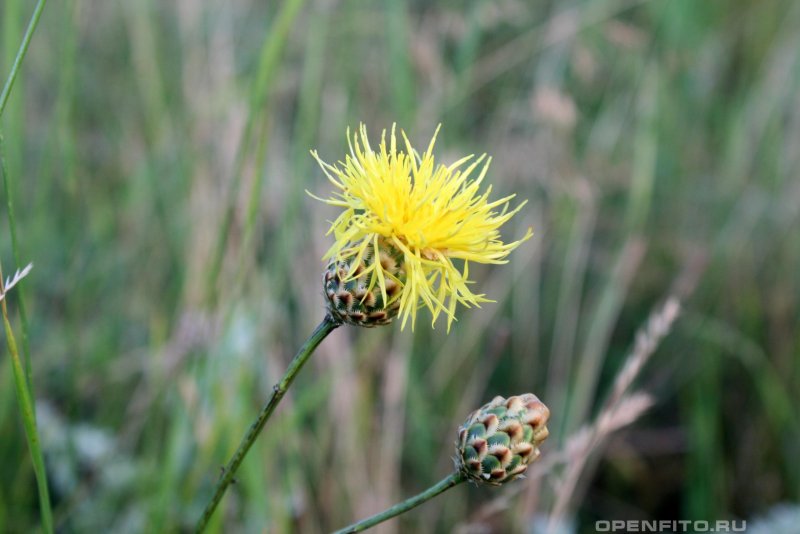 Centaurea orientalis