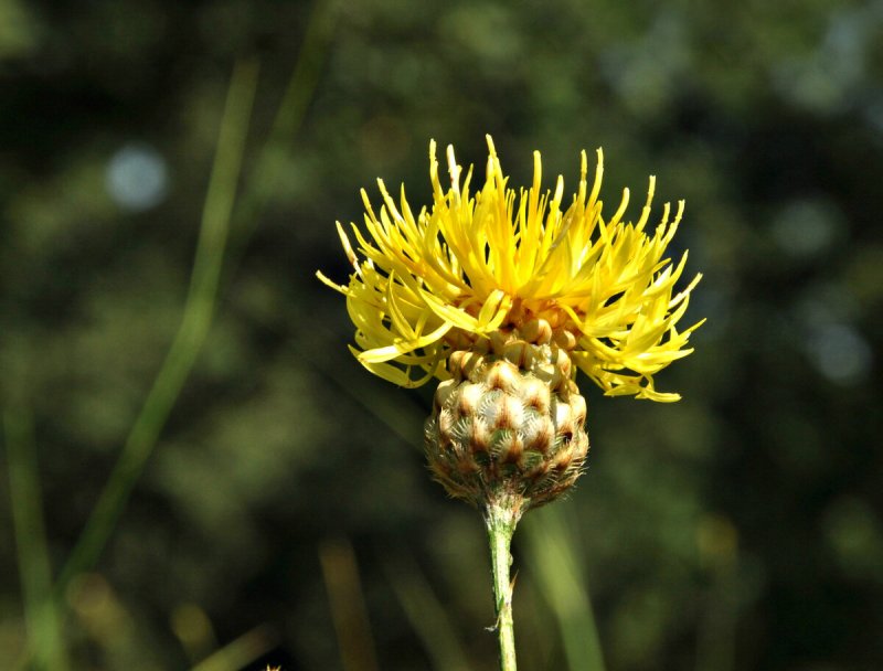 Centaurea taliewii