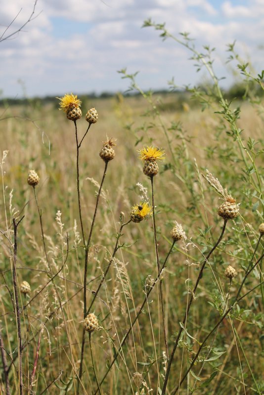 Василек Талиева - Centaurea taliewii
