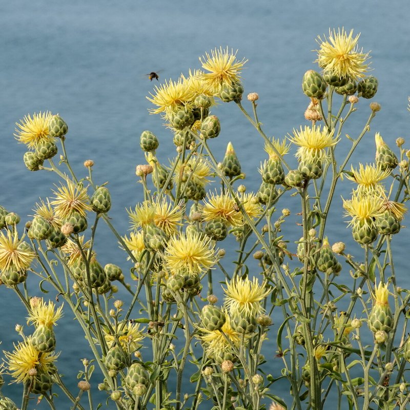 Василек русский Centaurea ruthenica lam.