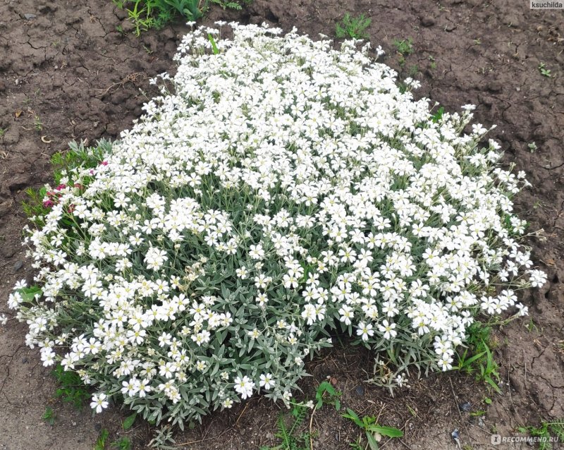 Ясколка снежный ковер фото