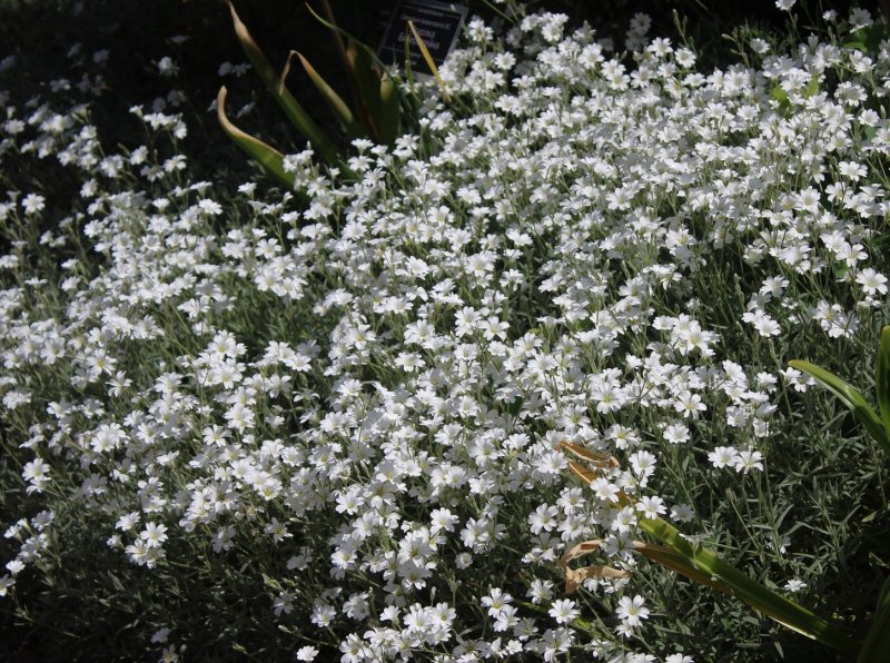 Ясколка ампельная
