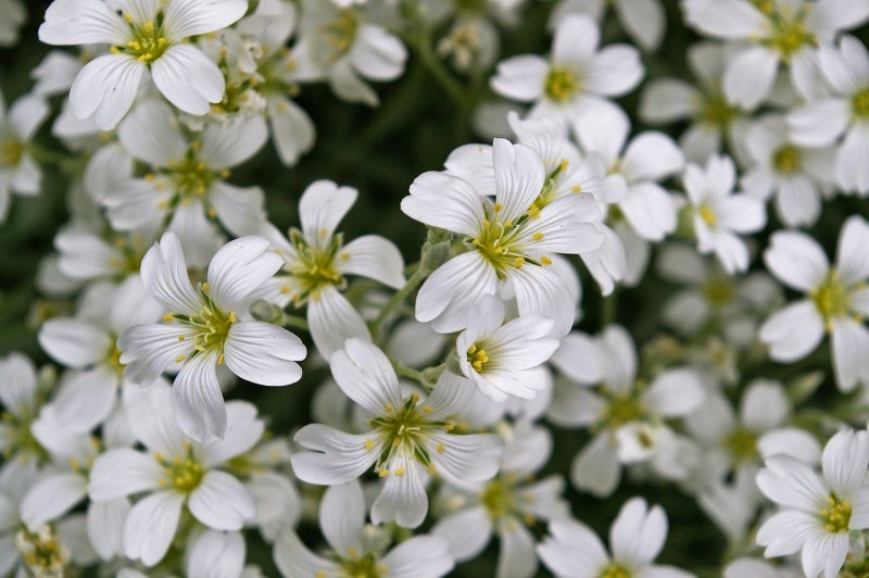 Ясколка tomentosum Silver White