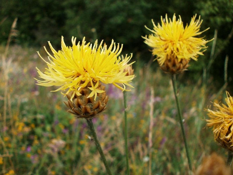 Василёк Солнечный (Centaurea solstitialis)