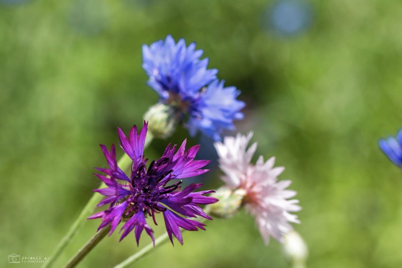 Василек Талиева - Centaurea taliewii