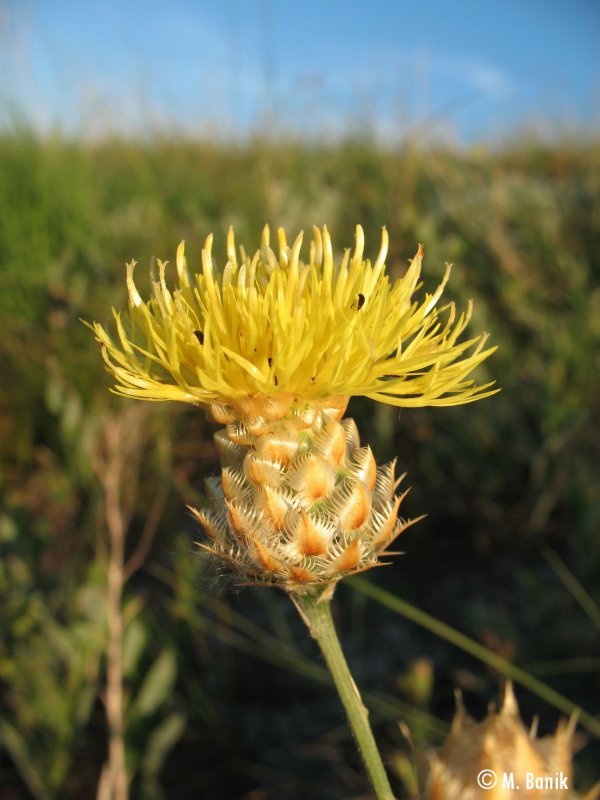 Василёк Солнечный (Centaurea solstitialis)