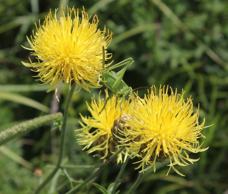 Василек Восточный Centaurea orientalis l