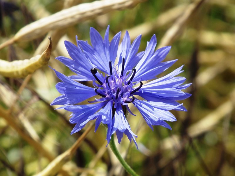 Василек крупноголовый (Centaurea macrocephala)