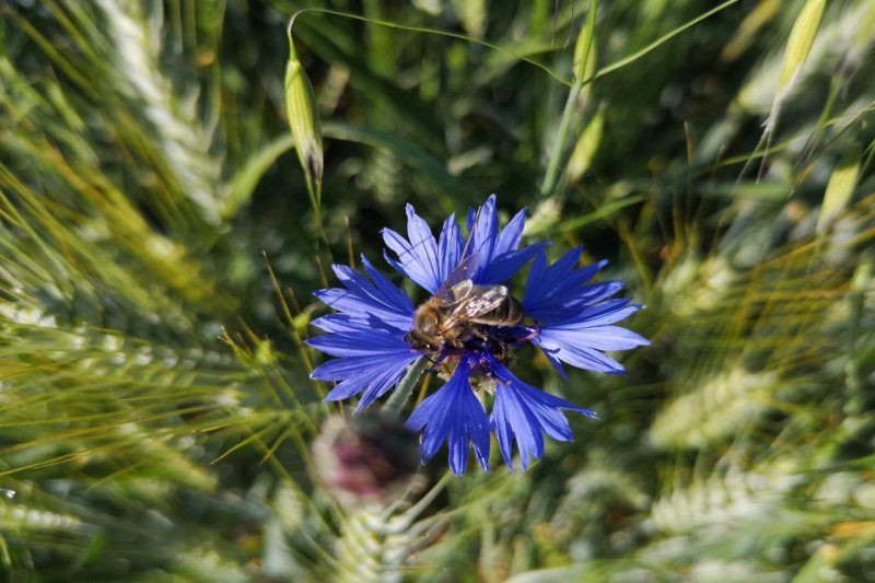 Centaurea paniculata