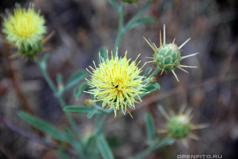 Василёк Солнечный (Centaurea solstitialis)