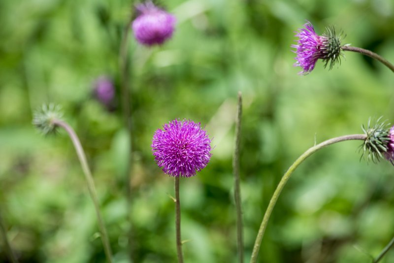 Василёк Донской (Centaurea tanaitica Klok.)