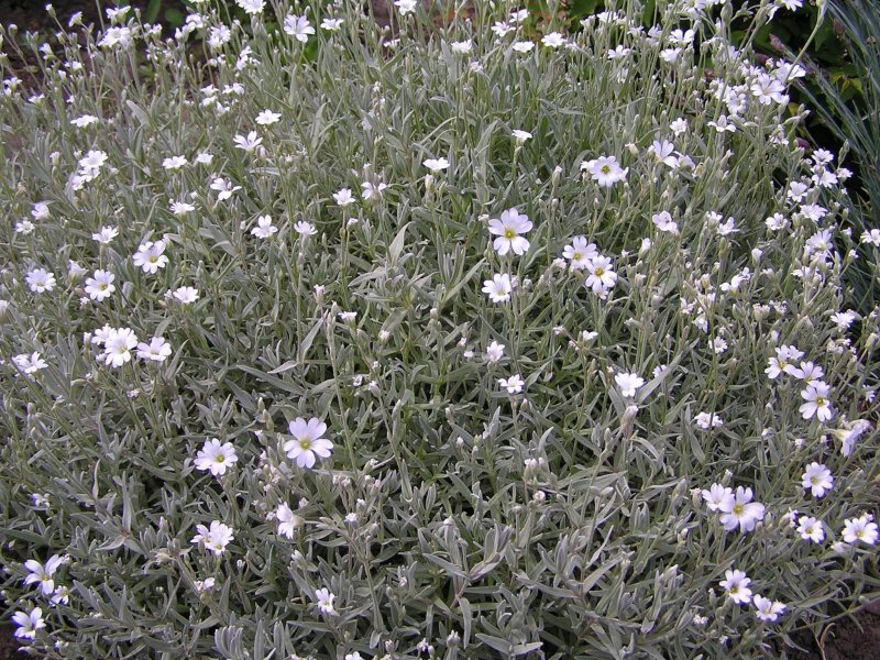 Ясколка Биберштейна Cerastium biebersteinii