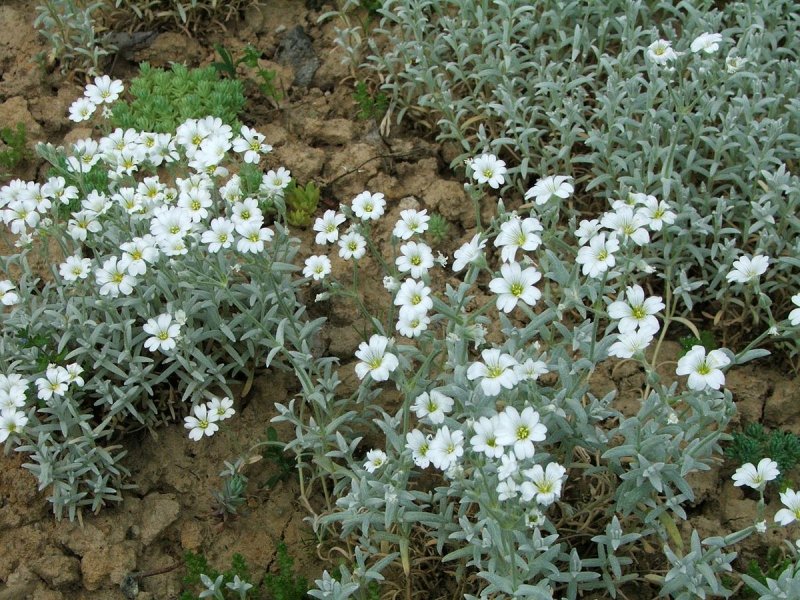 Ясколка войлочная (Cerastium tomentosum)