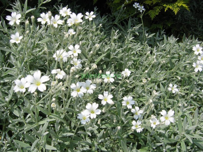 Ясколка войлочная (Cerastium tomentosum)